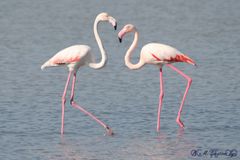 Flamingos treffpunkt!