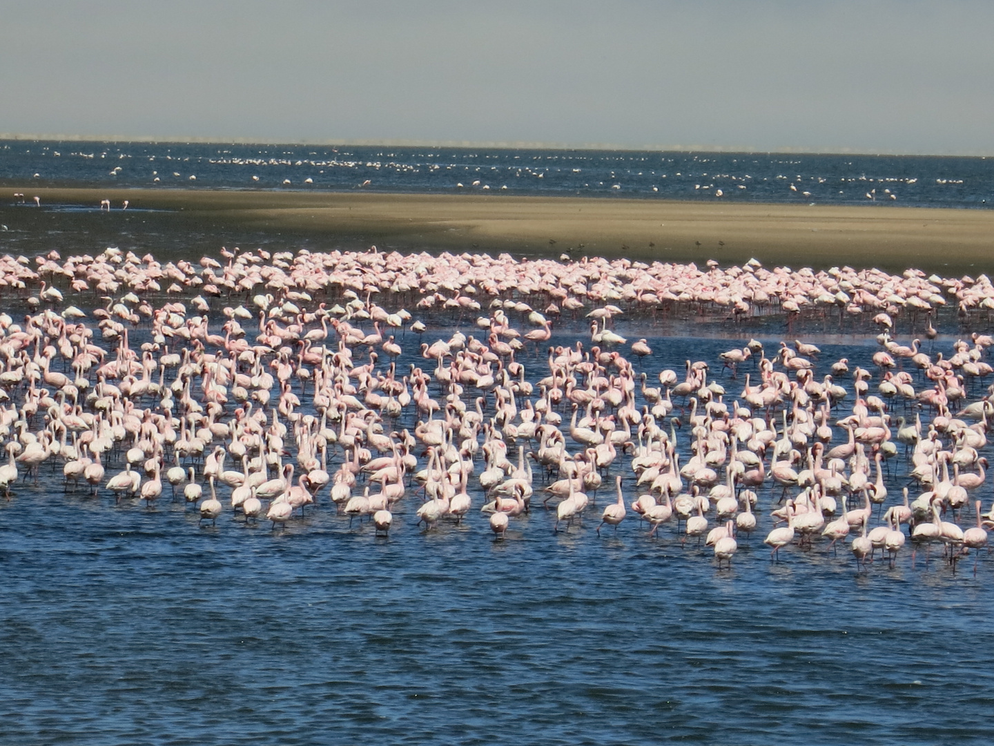 Flamingos treten fast immer als Großgruppe in Erscheinung