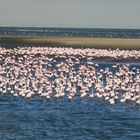 Flamingos treten fast immer als Großgruppe in Erscheinung