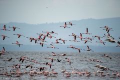 Flamingos über dem Nakuru-See