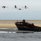 Flamingos über Schiffswrack