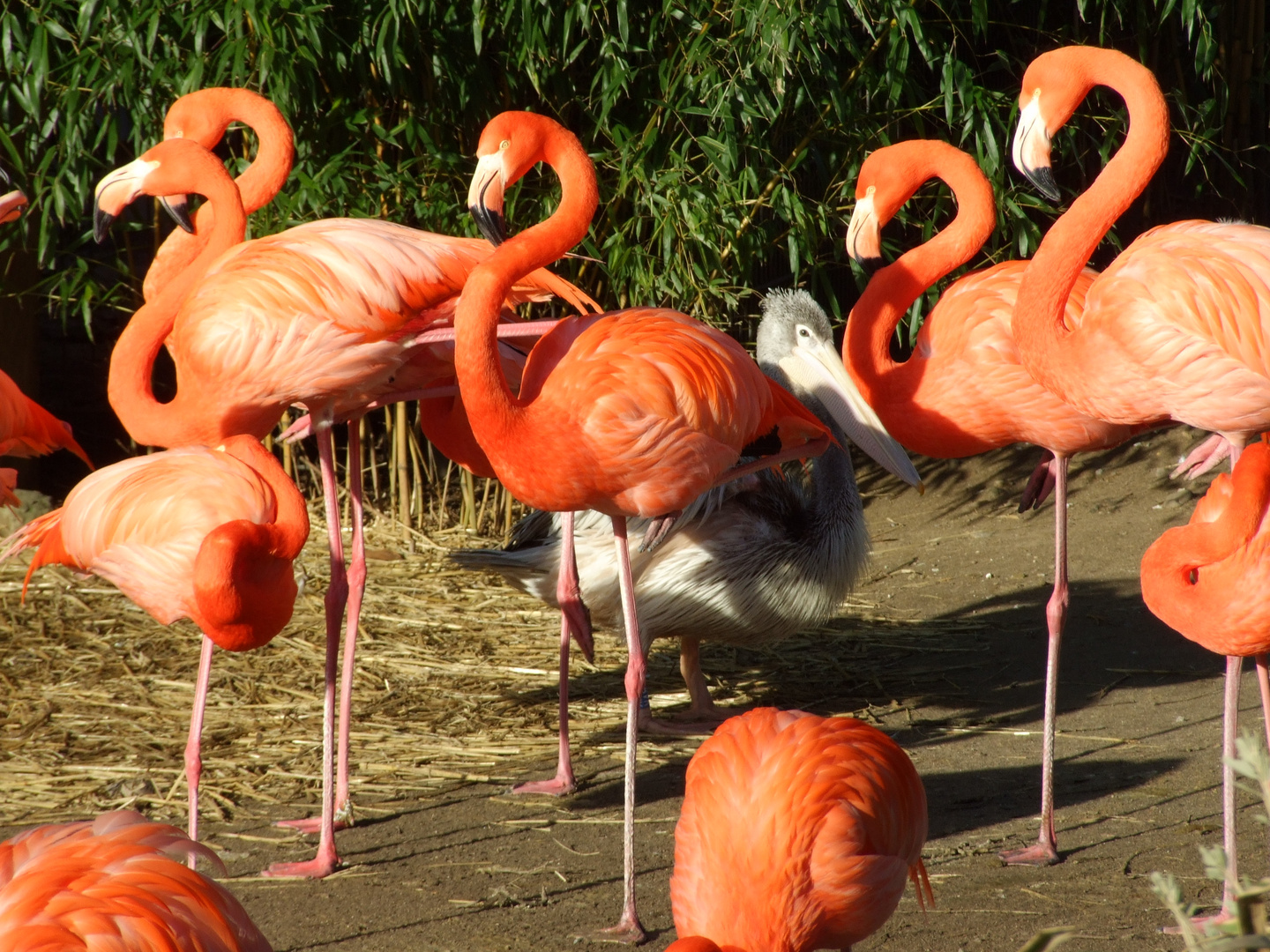 Flamingos und...