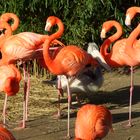 Flamingos und...