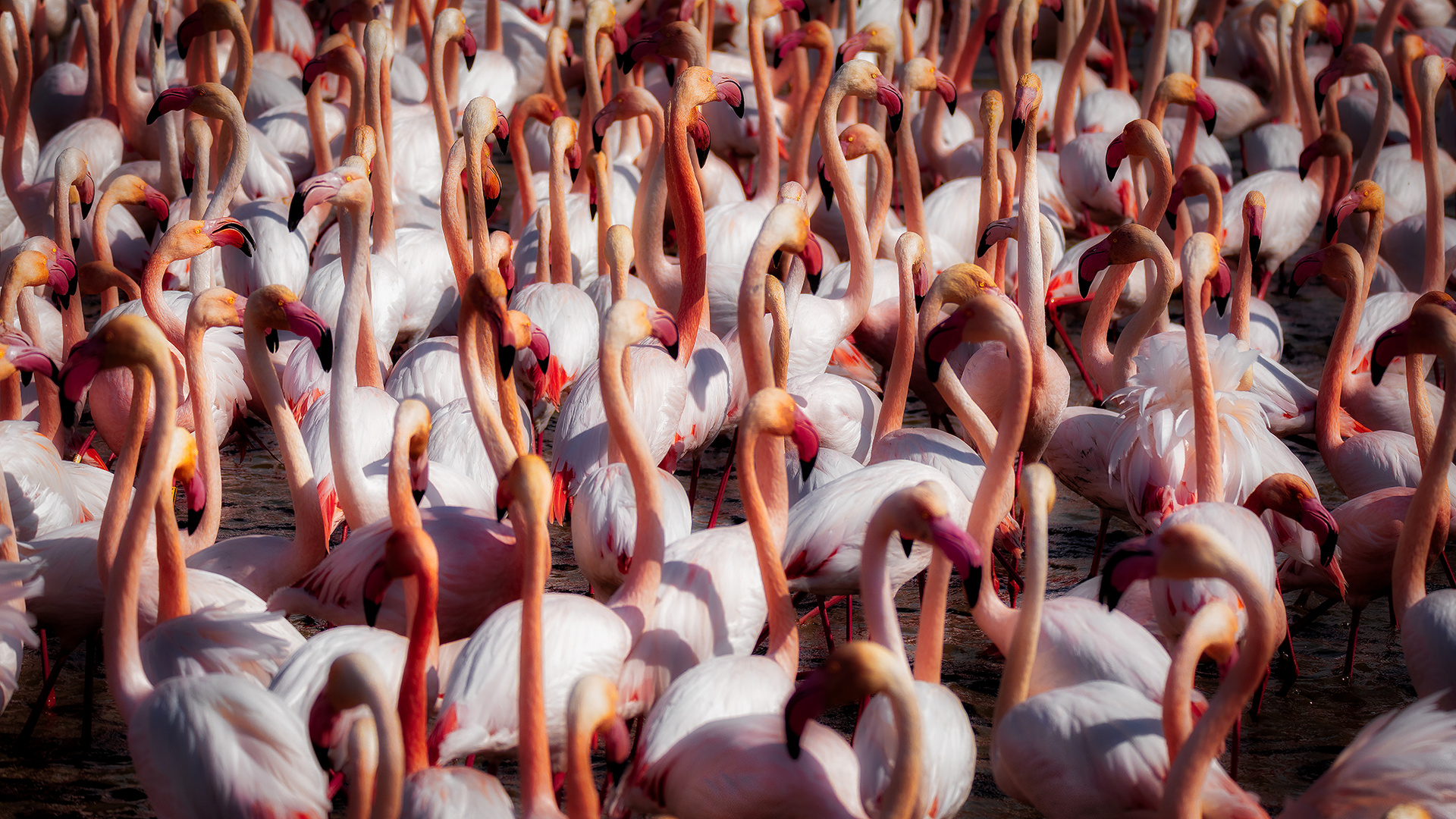 Flamingos und Camargue gehören einfach zusammen