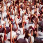 Flamingos und Camargue gehören einfach zusammen
