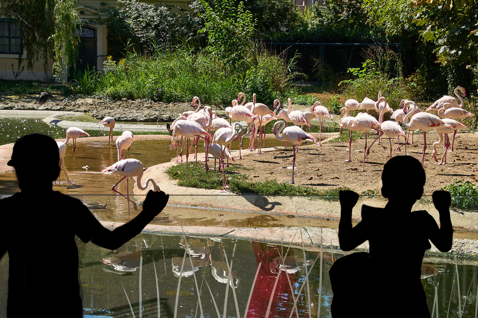 Flamingos und Kinder