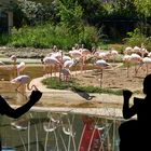 Flamingos und Kinder