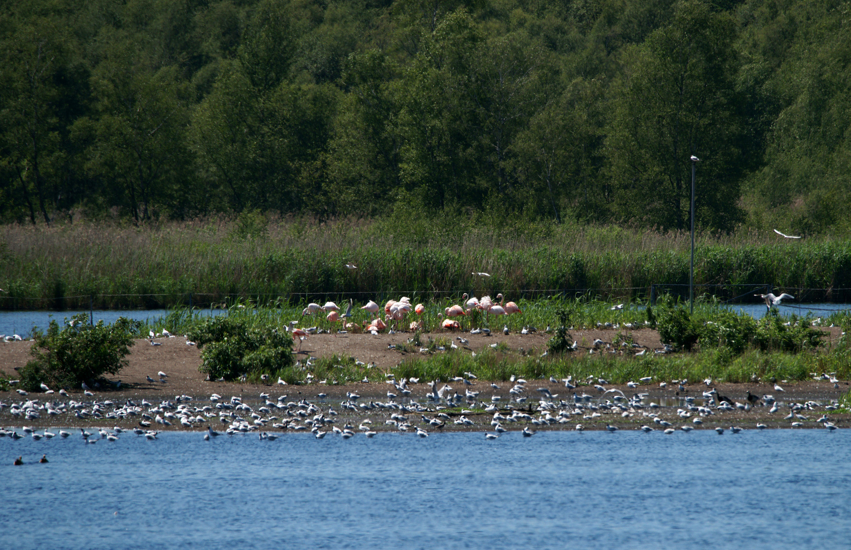 Flamingos und Lachmöwen...