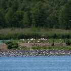 Flamingos und Lachmöwen...