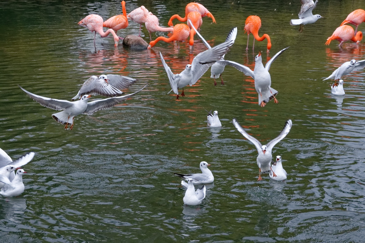 Flamingos und Möwen