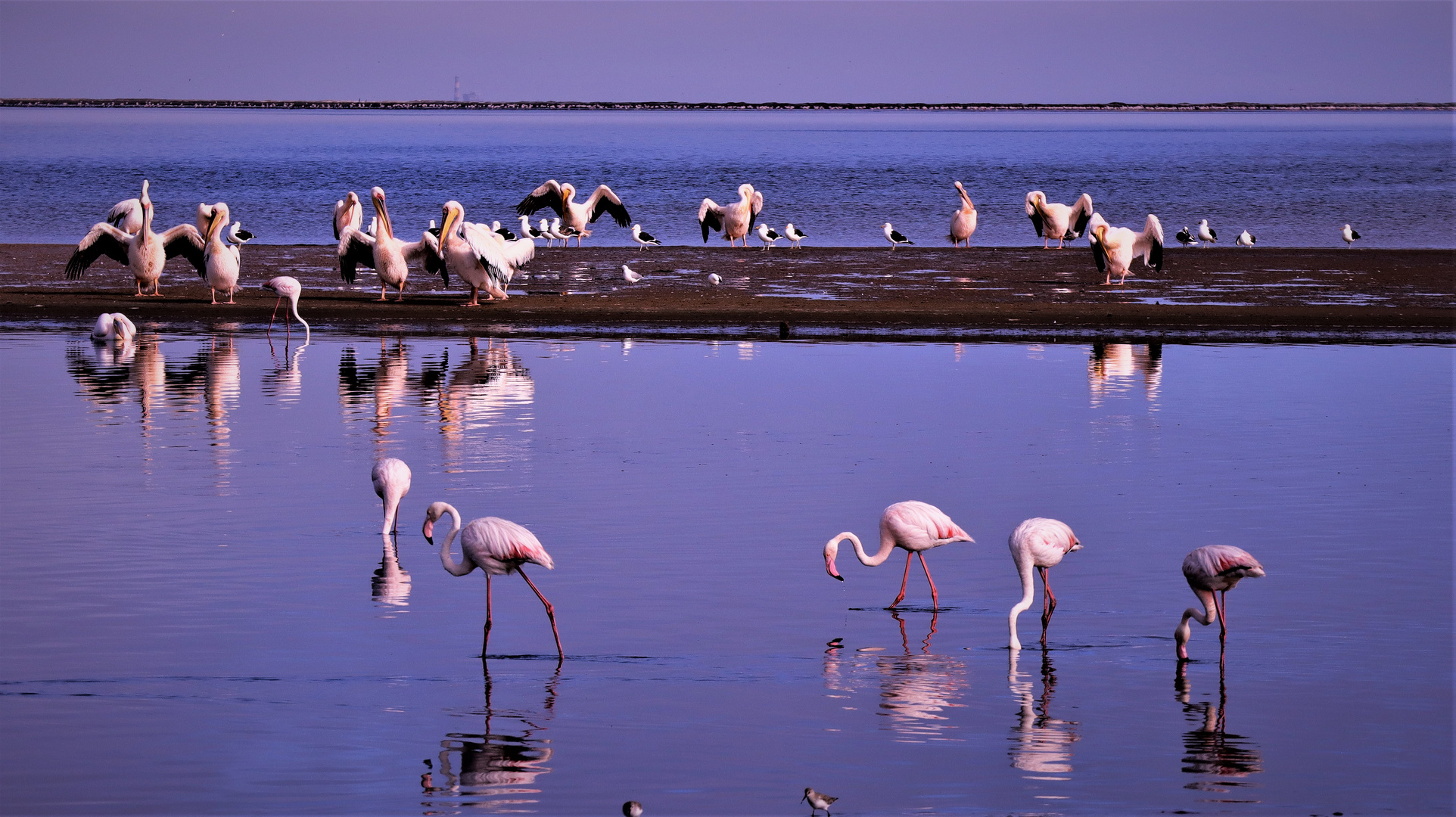 Flamingos und Pelikane ...