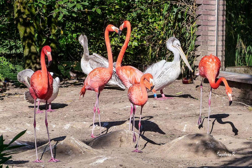 Flamingos und Pelikane - Konkurrenz - wer ist schöner?