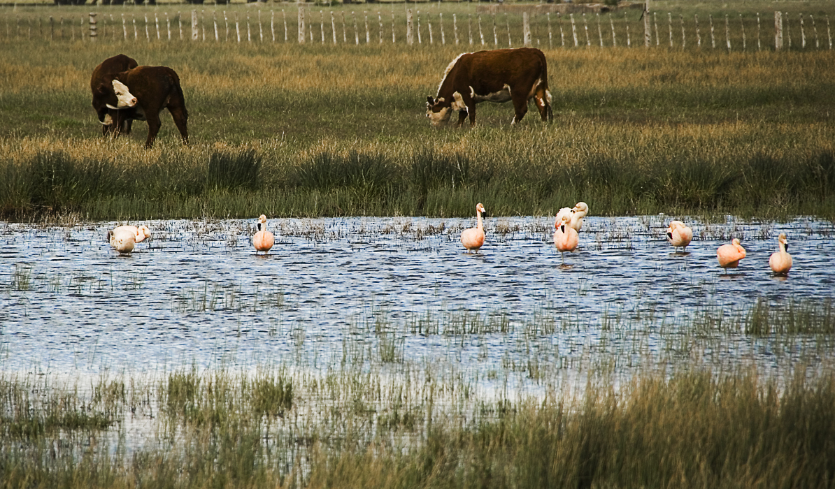 Flamingos und Rinder...