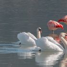 Flamingos und Schwäne im Forggensee