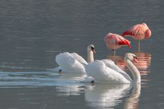 Flamingos und Schwäne im Forggensee