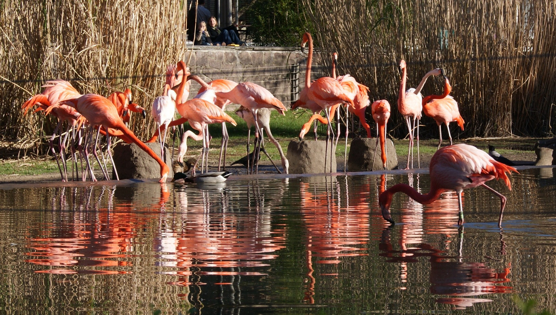 Flamingos unter sich