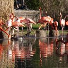 Flamingos unter sich
