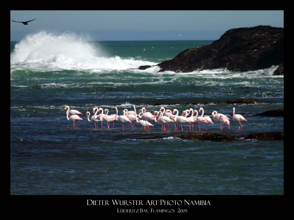 Flamingos unter sich