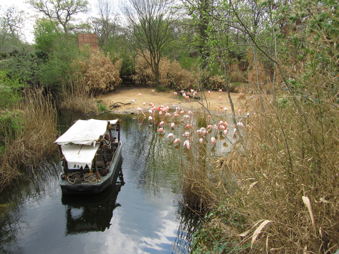 Flamingos voll konzentriert im Wasser