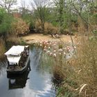 Flamingos voll konzentriert im Wasser