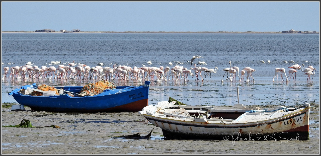 Flamingos vor der Flamingo-Insel (Djerba/Tunesien)