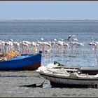 Flamingos vor der Flamingo-Insel (Djerba/Tunesien)