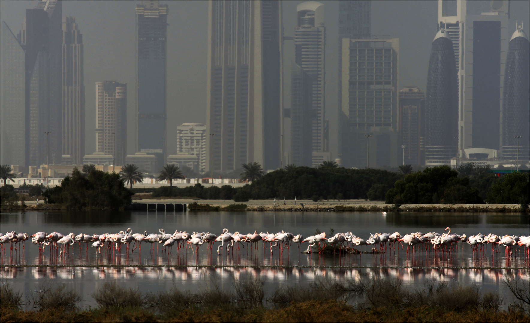 Flamingos vor der grossen Stadt