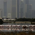 Flamingos vor der grossen Stadt