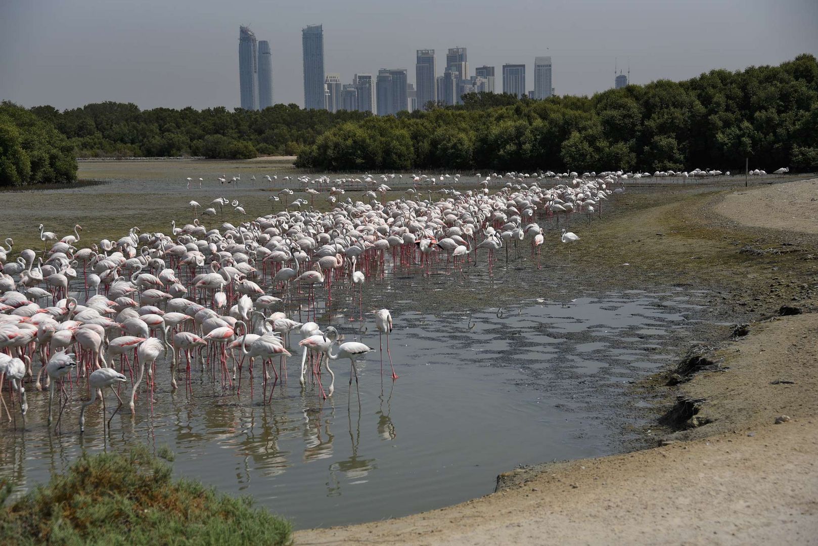 Flamingos vor der Skyline von Dubai