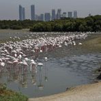 Flamingos vor der Skyline von Dubai