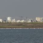 Flamingos vor hügeliger Landschaft