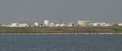 Flamingos vor hügeliger Landschaft