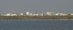 Flamingos vor hügeliger Landschaft