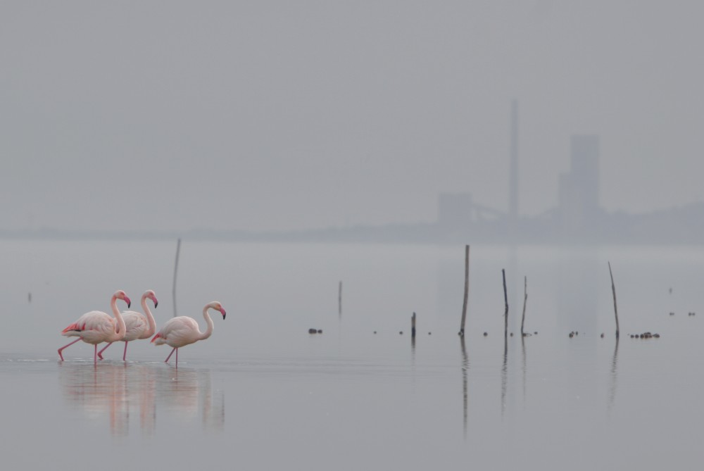 Flamingos vor Zementfabrik