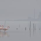 Flamingos vor Zementfabrik