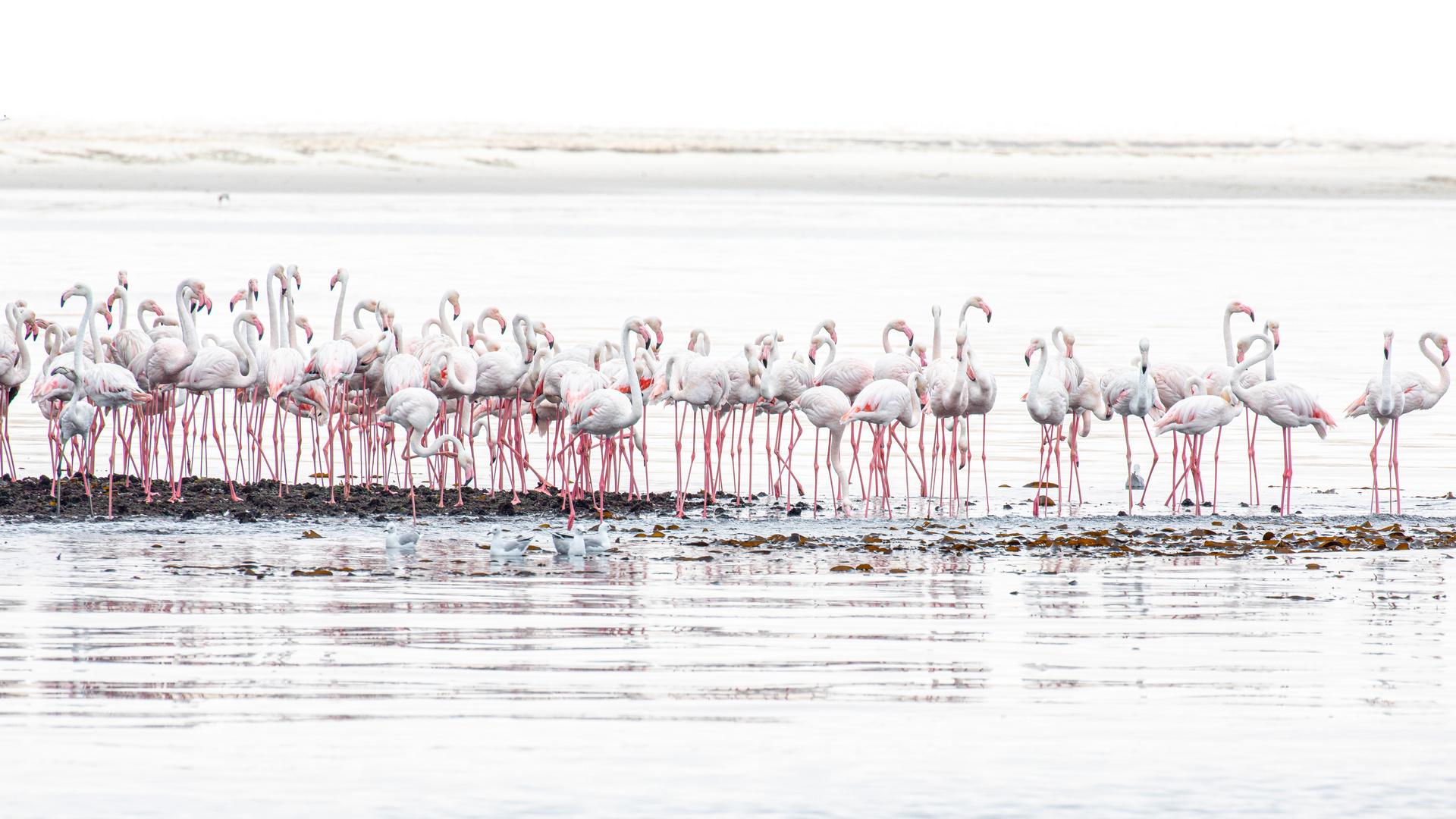 Flamingos, Walvis Bay