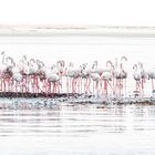 Flamingos, Walvis Bay