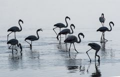 Flamingos Walvis Bay