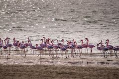 Flamingos @ Walvis Bay/Namibia