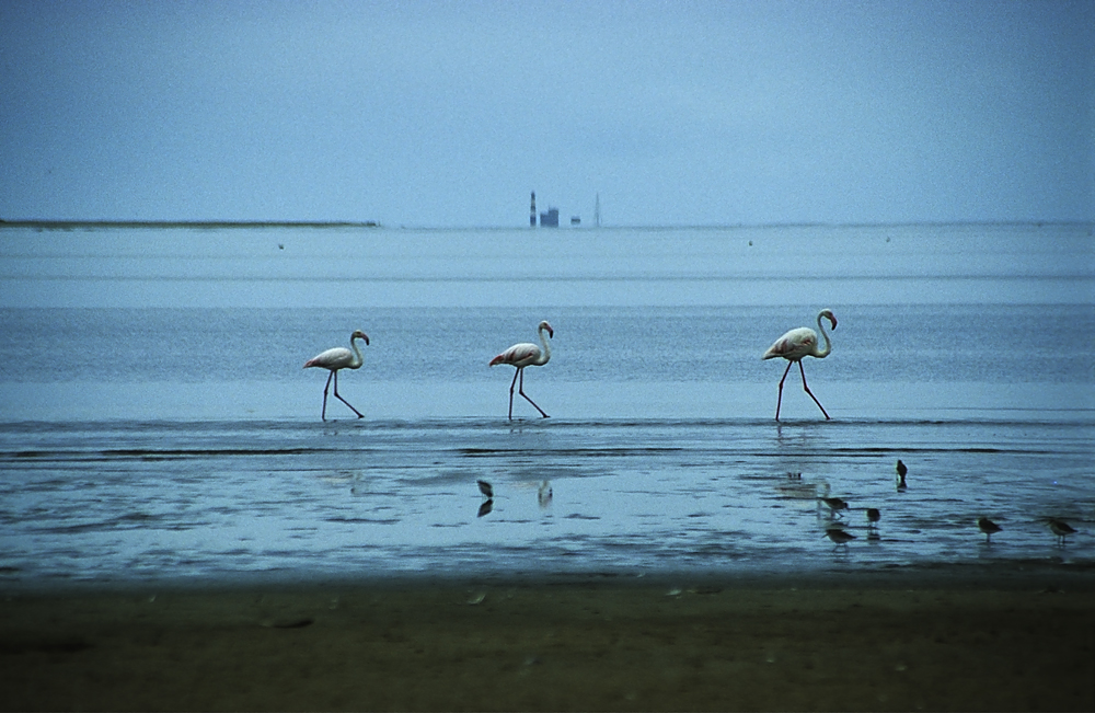 Flamingos, Walvish Bay