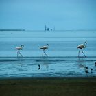 Flamingos, Walvish Bay