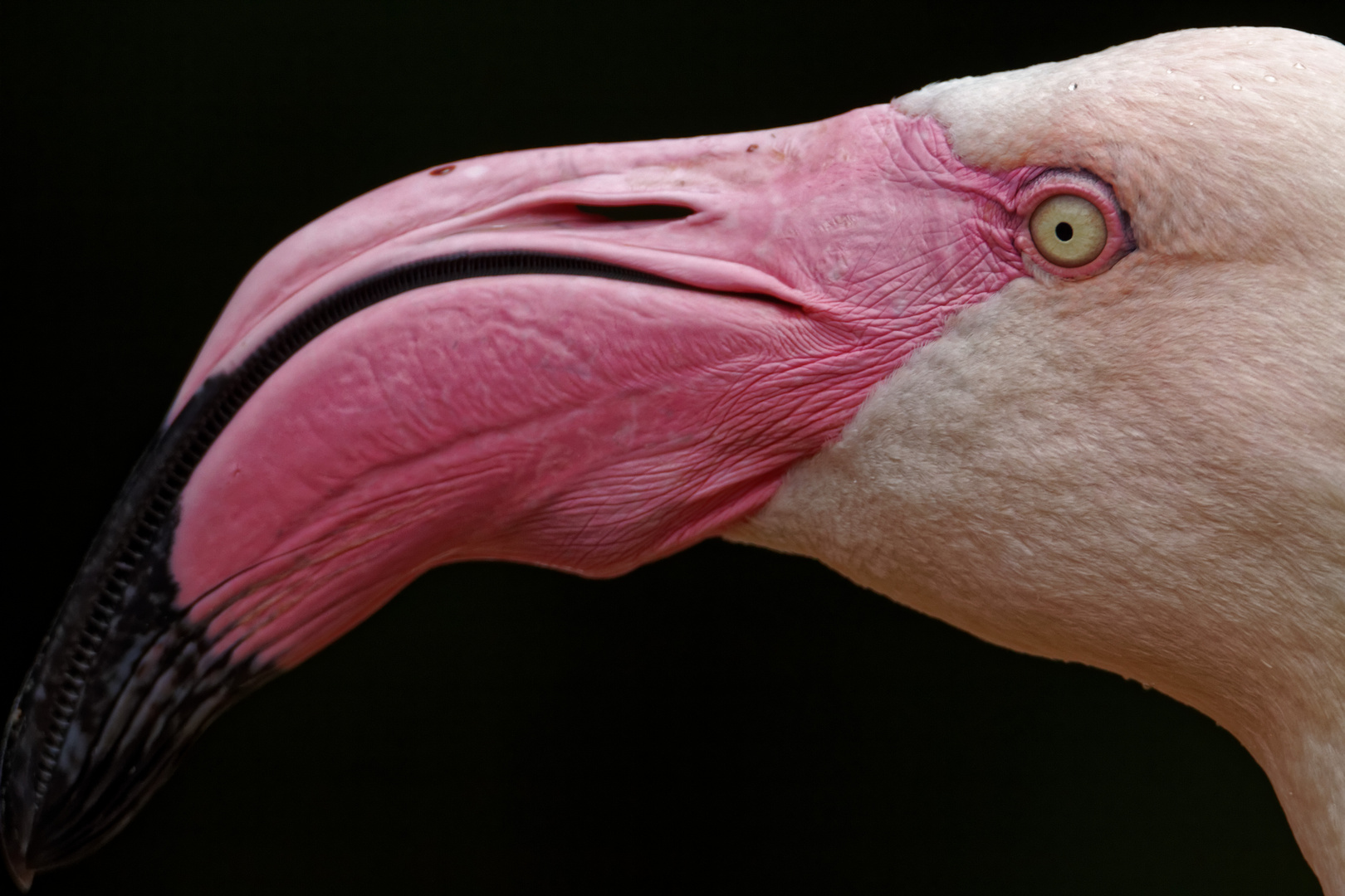 Flamingos wirken auch irgendwie arrogant