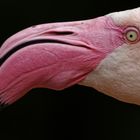 Flamingos wirken auch irgendwie arrogant