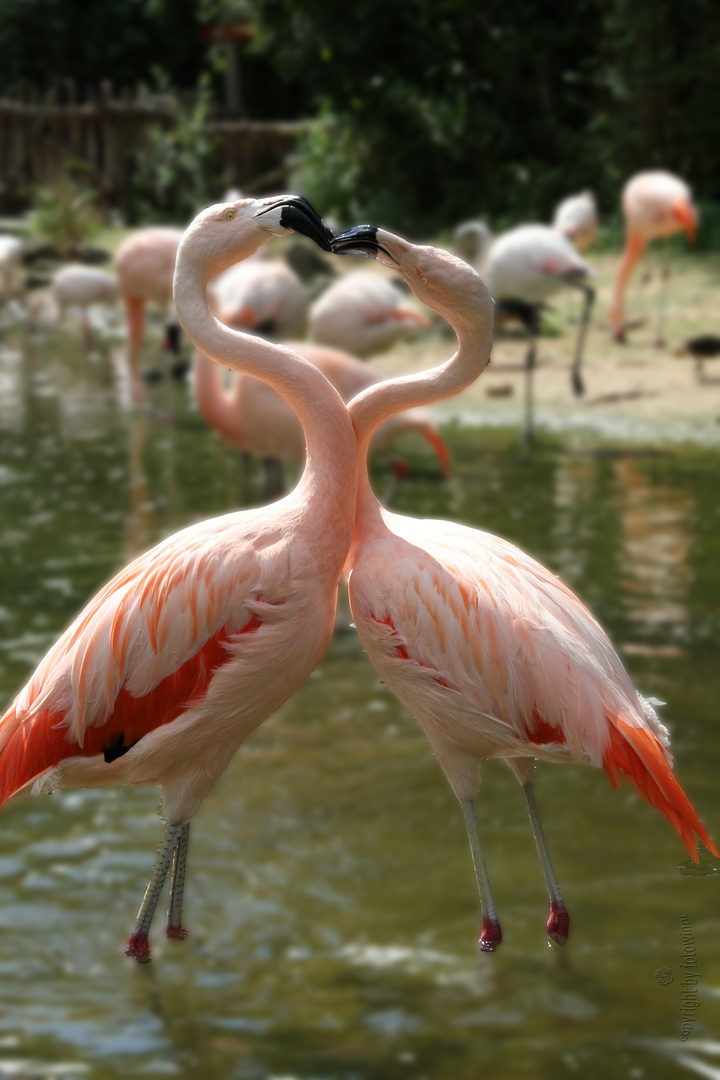 Flamingos - Zoo Hannover