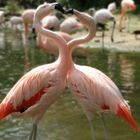 Flamingos - Zoo Hannover