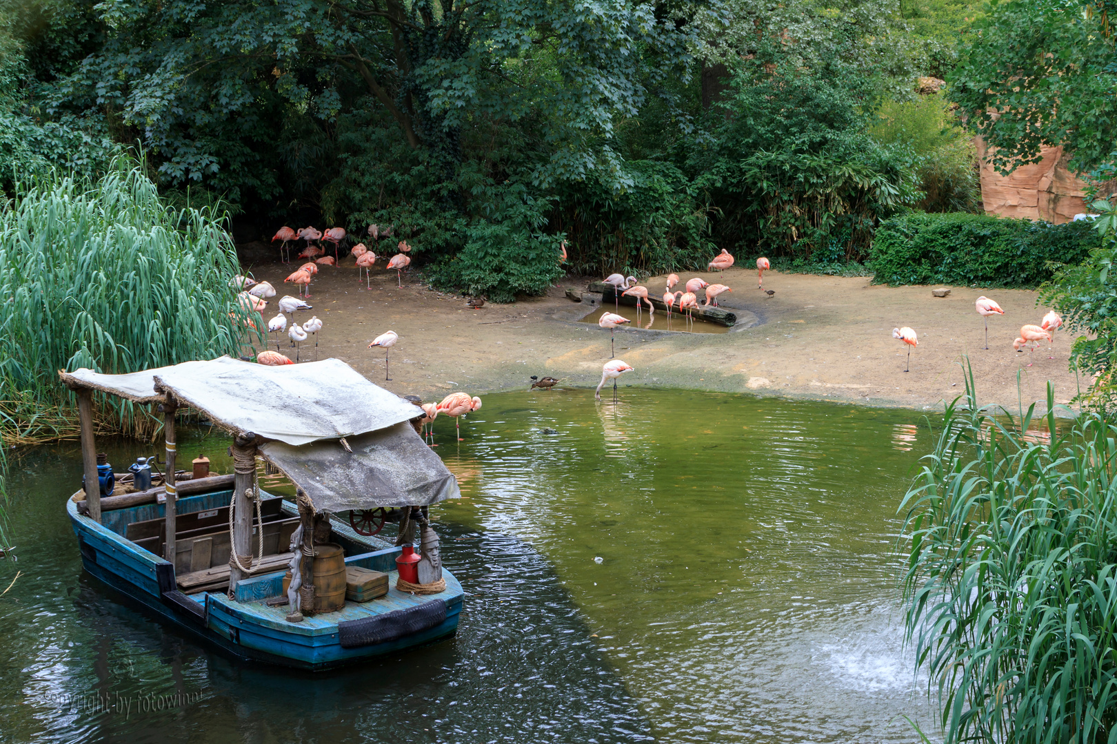 Flamingos - Zoo Hannover