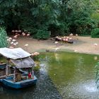 Flamingos - Zoo Hannover