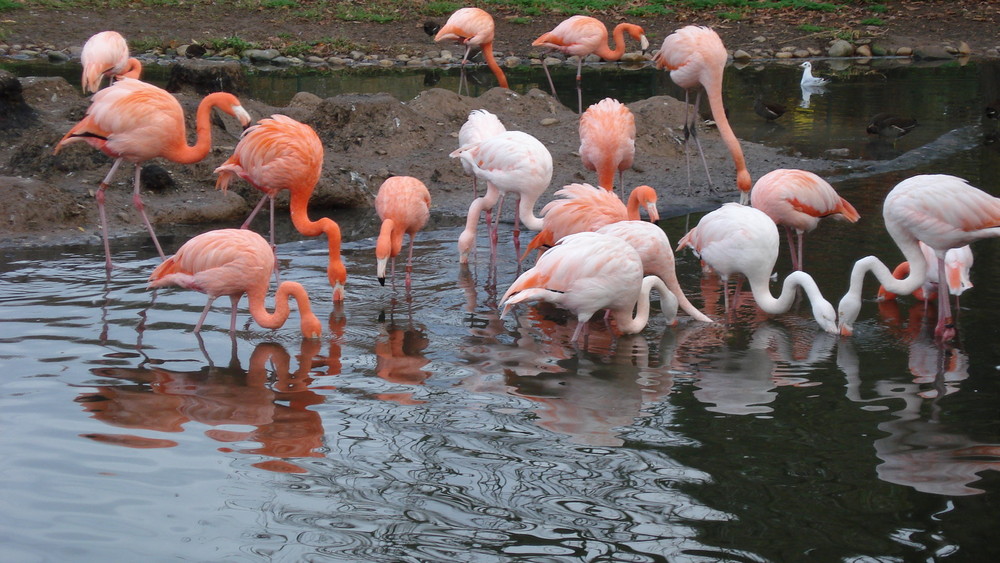 Flamingos, Zoo HD