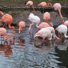 Flamingos, Zoo HD