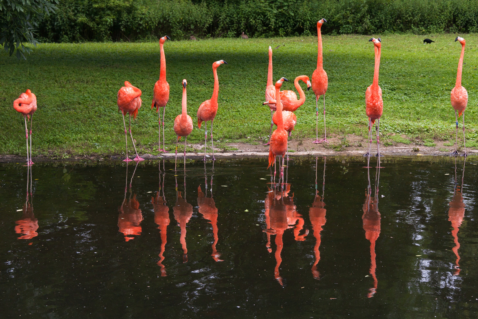 Flamingos Zoo Krefeld